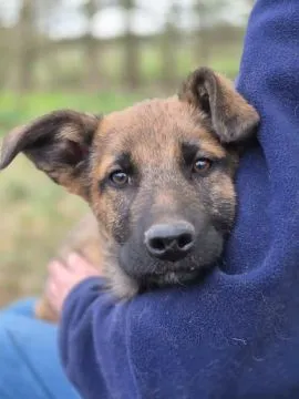 Melek - trzymiesięczny, nieśmiały SZCZENIAK adopcja  MELEK - cudny, kochany pieszczoch, mała przylep, , Warszawa