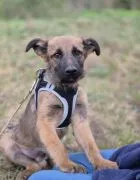 Melek - trzymiesięczny, nieśmiały SZCZENIAK adopcja  MELEK - cudny, kochany pieszczoch, mała przylep