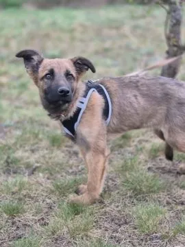 Melek - trzymiesięczny, nieśmiały SZCZENIAK adopcja  MELEK - cudny, kochany pieszczoch, mała przylep, , Warszawa