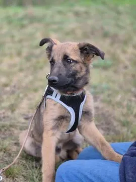 Melek - trzymiesięczny, nieśmiały SZCZENIAK adopcja  MELEK - cudny, kochany pieszczoch, mała przylep, , Warszawa