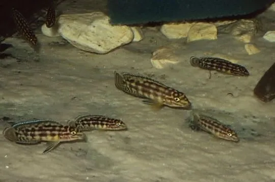Julidochromis Marlieri młode 4-6cm