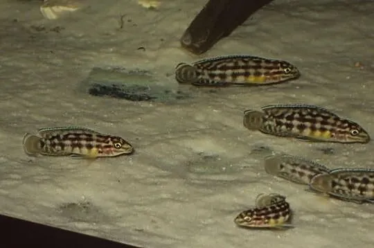 Julidochromis Marlieri młode 4-6cm