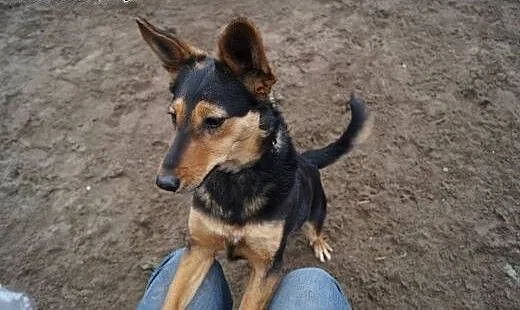 Wirginia czeka na Ciebie w schronisku, adoptuj ją!