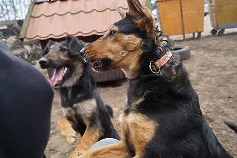 Wirginia czeka na Ciebie w schronisku, adoptuj ją!