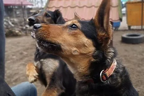 Wirginia czeka na Ciebie w schronisku, adoptuj ją!