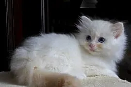 Kremowe i rude kocurki Ragdoll