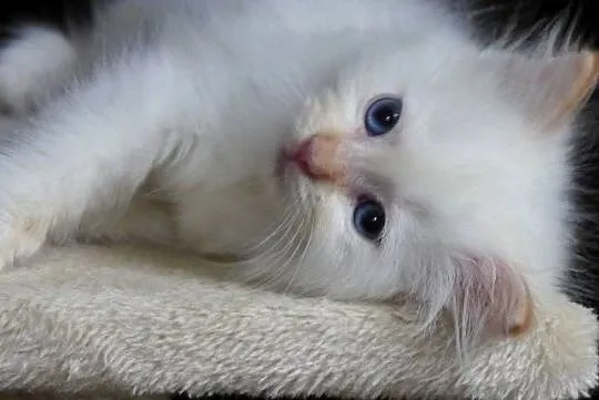 Kremowe i rude kocurki Ragdoll, Dolnośląskie, Jawor