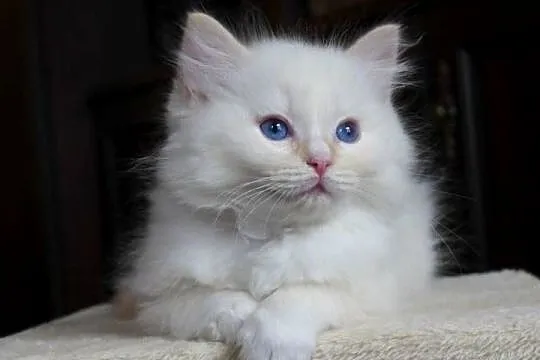 Kremowe i rude kocurki Ragdoll, Dolnośląskie, Jawor