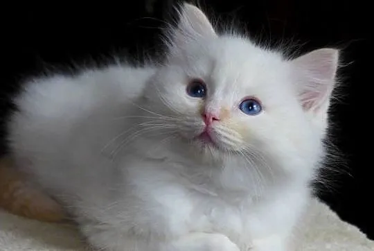 Kremowe i rude kocurki Ragdoll, Dolnośląskie, Jawor
