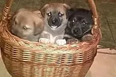 Maluszki do adopcji,  małopolskie Tarnów