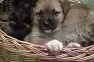 Maluszki do adopcji,  małopolskie Tarnów