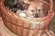 Maluszki do adopcji,  małopolskie Tarnów