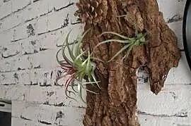 Ozdoba do akwarium lub terrarium