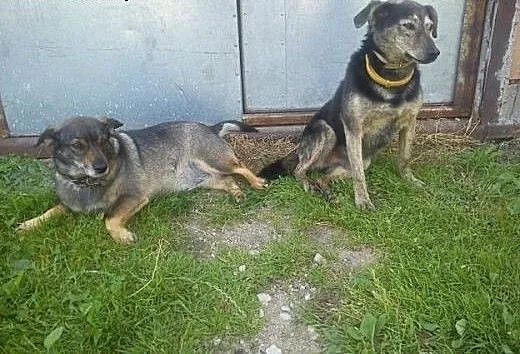 Magiczna para psiaków szuka wspólnego domu, pomor
