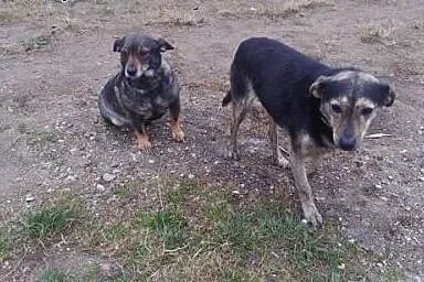 Magiczna para psiaków szuka wspólnego domu,  pomor