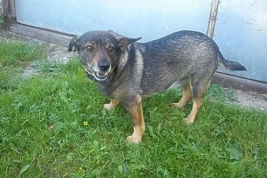 Magiczna para psiaków szuka wspólnego domu,  pomor