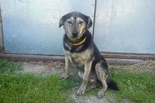 Magiczna para psiaków szuka wspólnego domu,  pomor
