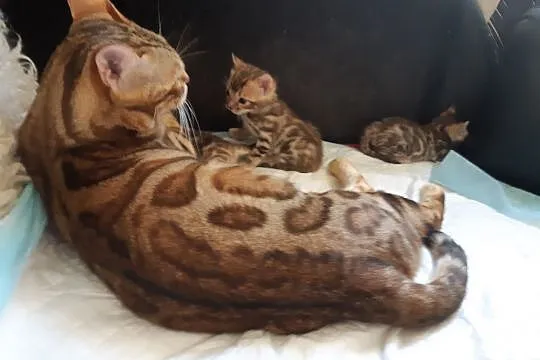 Bengalski kot -sa rozetowe kocięta