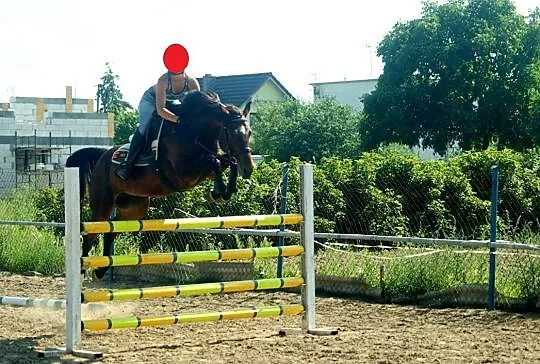 Sprzedam lub wydzierżawię Klacz, , Żnin