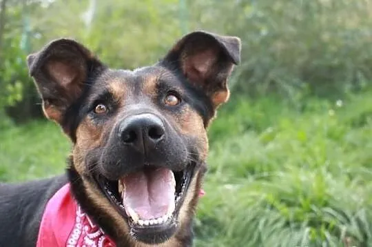 Opcja poleca się do adopcji!