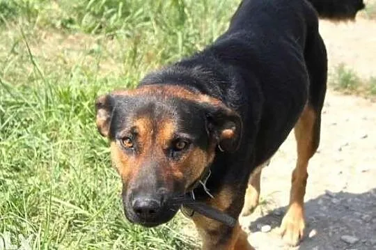 Opcja poleca się do adopcji!
