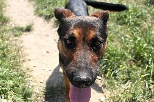 Opcja poleca się do adopcji!