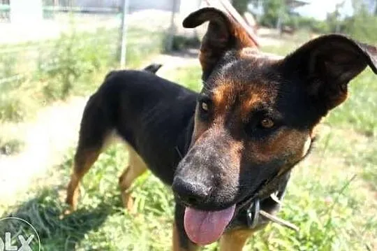 Opcja poleca się do adopcji!