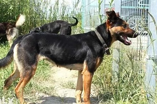 Opcja poleca się do adopcji!