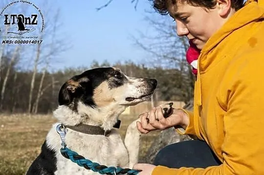 Wojtuś trikolorowy łagodny pies do adopcji