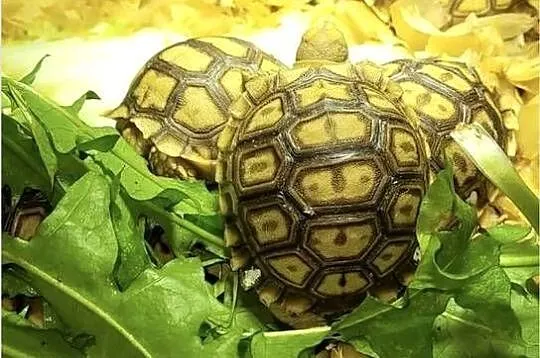 Żółw Pustynny Sulcata maluchy | transport cały kraj