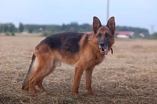 Brego, mądry, łagodny - prawdziwy OWCZAREK NIEMIECKI ADOPCJA