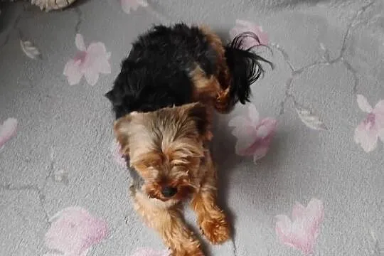 Sprzedam sunię rasy Yorkshire Terrier, Kujawsko-pomorskie, Toruń