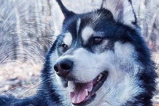OSKAR- husky- piękny i mądry pies czeka na dom,  śląskie Katowice