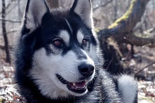 OSKAR- husky- piękny i mądry pies czeka na dom,  ś