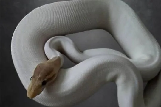 Samica Banana  Piebald