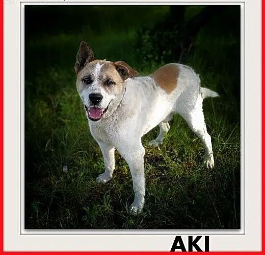 40kg,duży, przyjazny,towarzyski pies AKI,szczepiony.ADOPCJA, mazowieckie Warszawa, Mazowieckie, Warszawa
