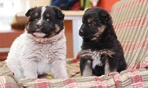 2 puchate szczeniaczki do adopcji FILMIK, łódzkie