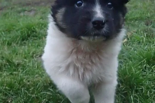 2 puchate szczeniaczki do adopcji FILMIK,  łódzkie