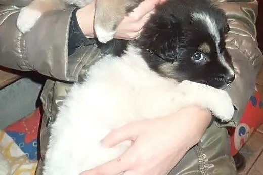 2 puchate szczeniaczki do adopcji FILMIK,  łódzkie
