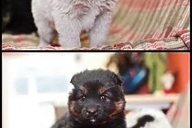 2 puchate szczeniaczki do adopcji FILMIK,  łódzkie