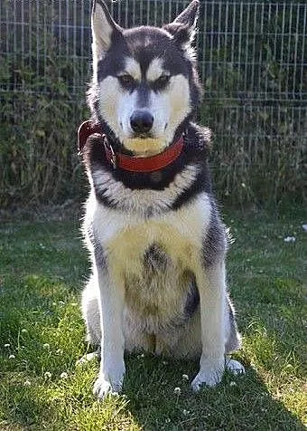 Salvi młoda, energiczna, radosna alaskan malamute