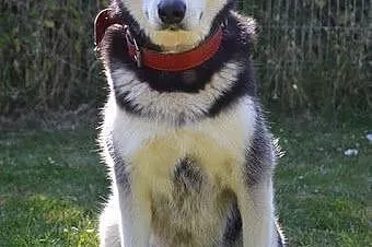 Salvi młoda, energiczna, radosna alaskan malamute szuka domu, Kundelki cała Polska