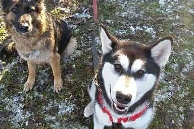 Salvi młoda, energiczna, radosna alaskan malamute 