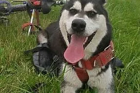Salvi młoda, energiczna, radosna alaskan malamute 