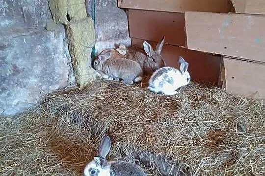 Króliki małe Młode Króle, Mazowieckie, Ostrów Mazowiecka
