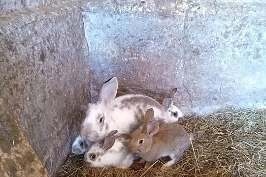 Króliki małe Młode Króle, Mazowieckie, Ostrów Mazowiecka