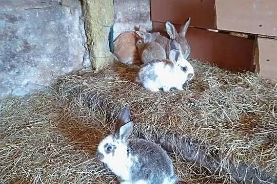 Króliki małe Młode Króle, Mazowieckie, Ostrów Mazowiecka