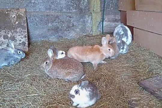 Króliki małe Młode Króle, Mazowieckie, Ostrów Mazowiecka