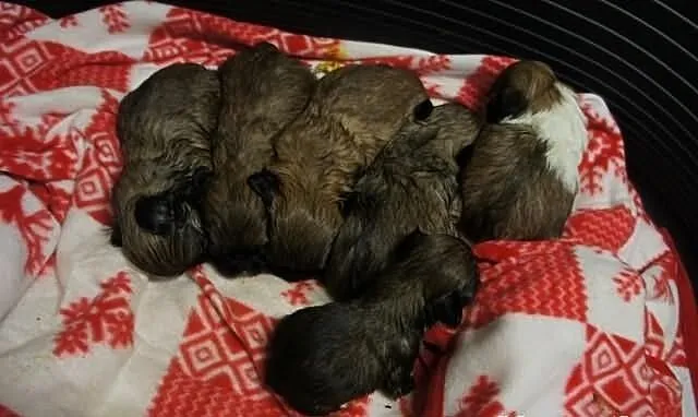 Shih-tzu