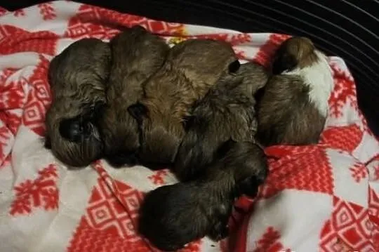 Shih-tzu